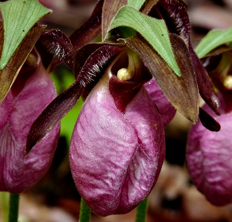 {Cypripedium acaule}